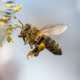 Pszczoła a osa