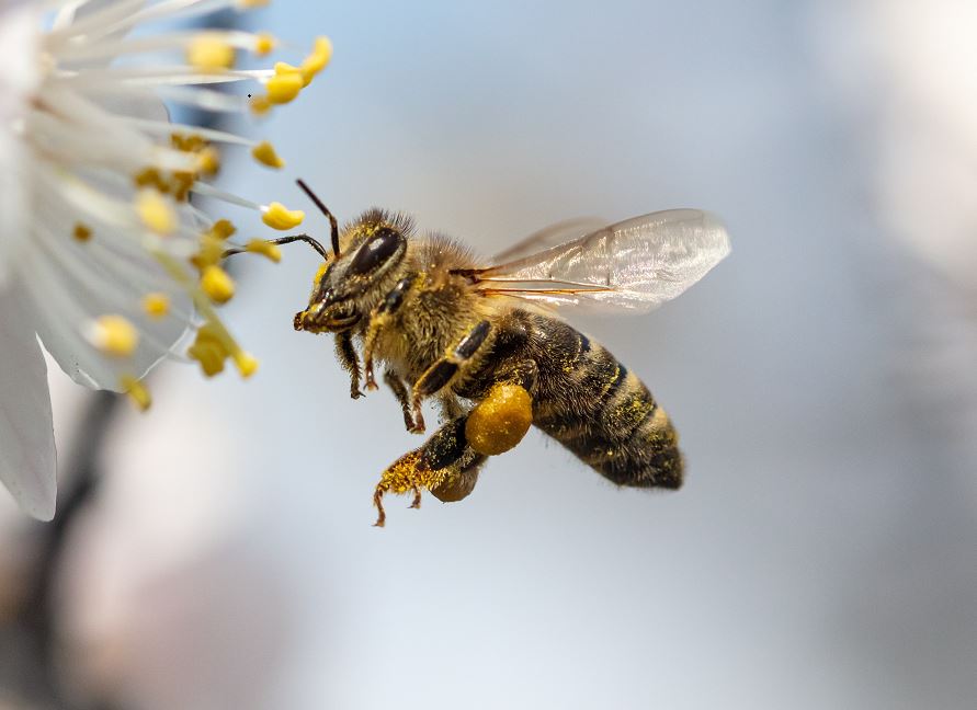 Pszczoła a osa