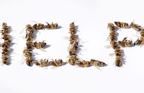 Pomóż chronić pszczoły